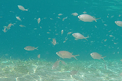 Snorkeling baie des Saintes