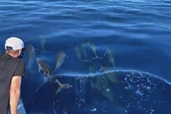 observation dauphins depuis le bateau