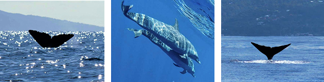Observation de dauphions et de baleines en Guadeloupe