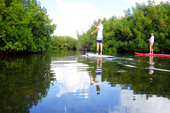 Chemin de la mangrove