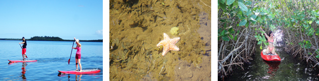 Paddle mangrove grand cul de sac marin