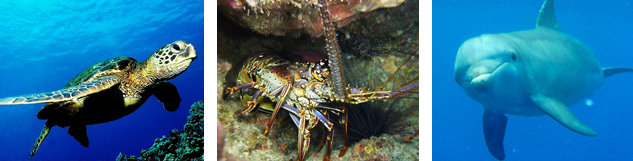 Tortue langouste  et dauphin