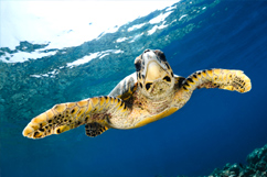 Tortue marine