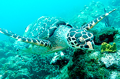 Tortue dans le sec paté