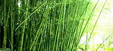 Bambous du Parc national de Guadeloupe