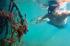 Snorkeling mangrove