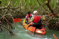 visite grand cul-de-sac marin en kayak