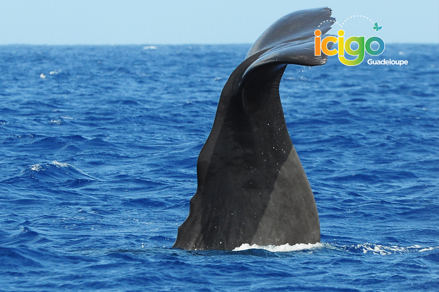 baleine caudale baleine caudale