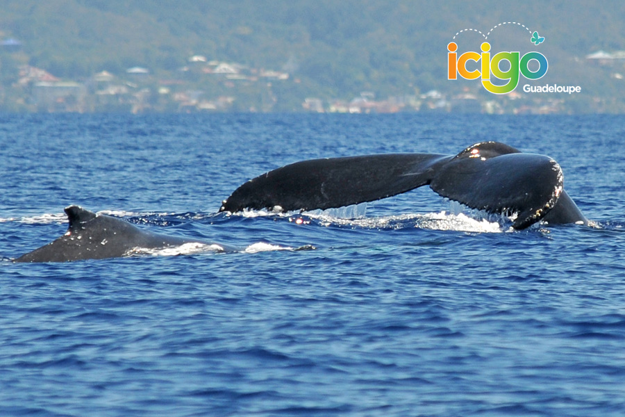 baleine dauphin baleine dauphin