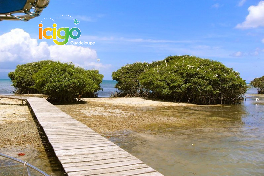 acostage ilet aux oiseaux acostage ilet aux oiseaux