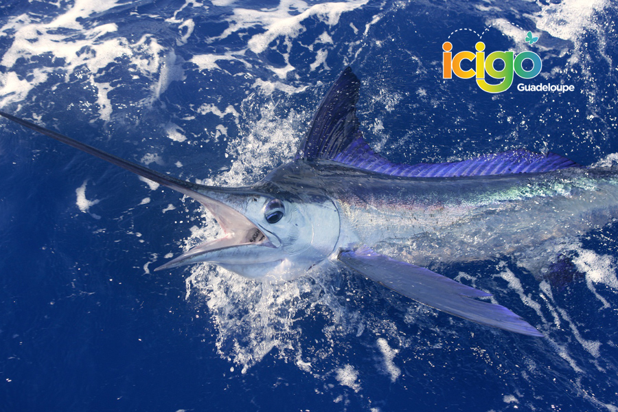marlin marlin