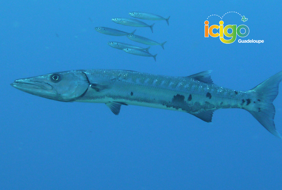 barracuda 3 barracuda 3