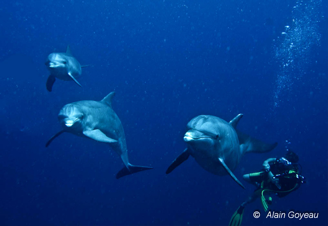 dauphins dauphins