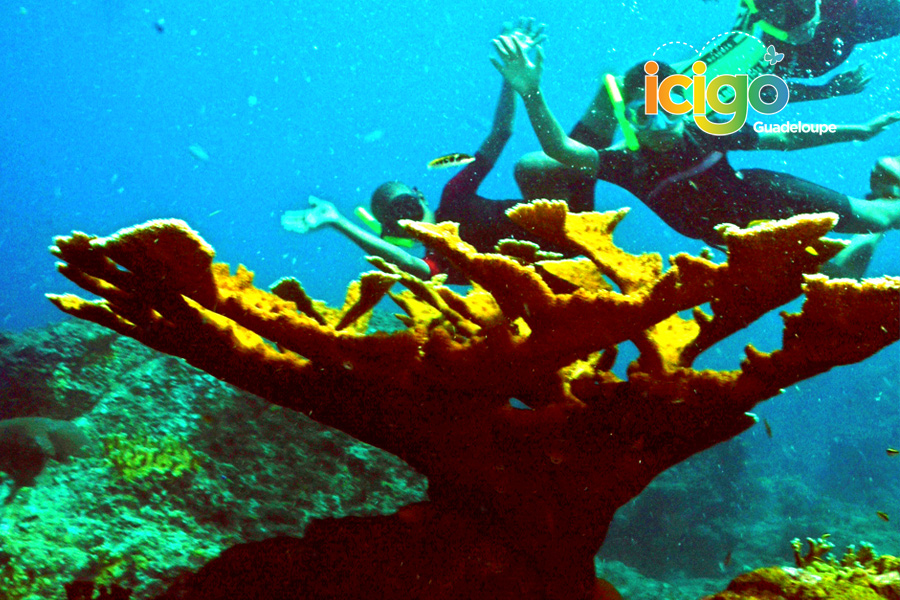 corail corail