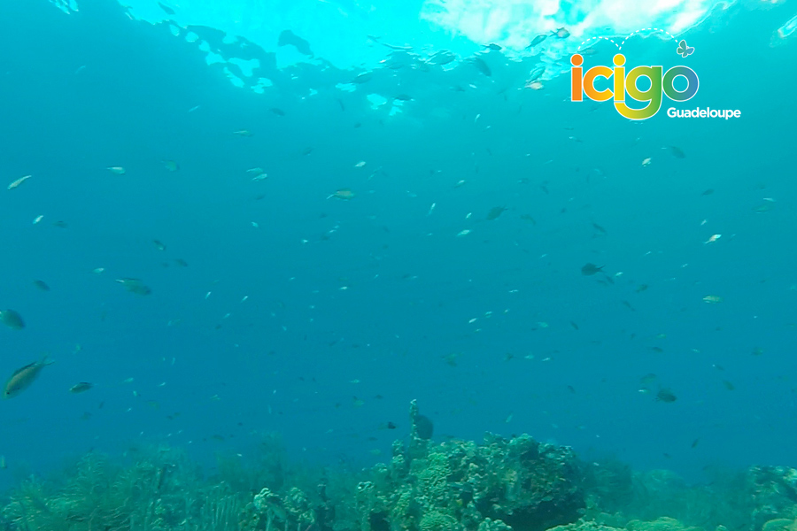 poissons reserve cousteau poissons reserve cousteau