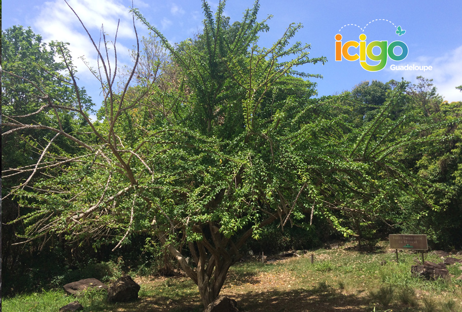 arbre 1 arbre 1