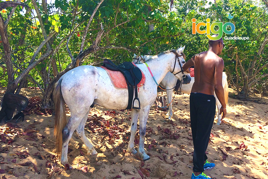 cheval plage cluny cheval plage cluny