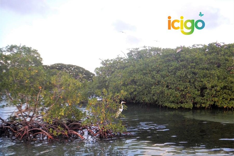 oiseau mangrove GCDSM