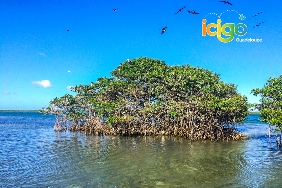 paletuvier mangrove