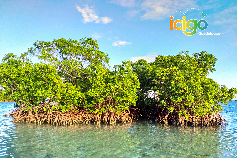 mangrove maritime