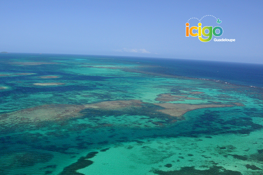 barriere de corail guadeloupe