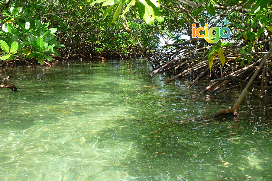 decouverte mangrove
