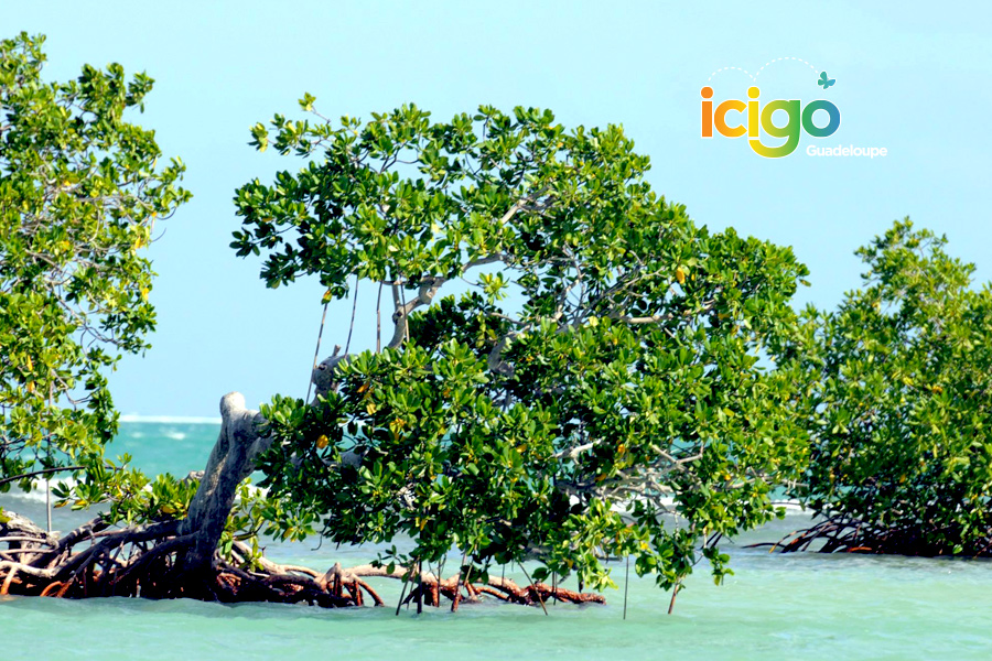 mangrove du lagon