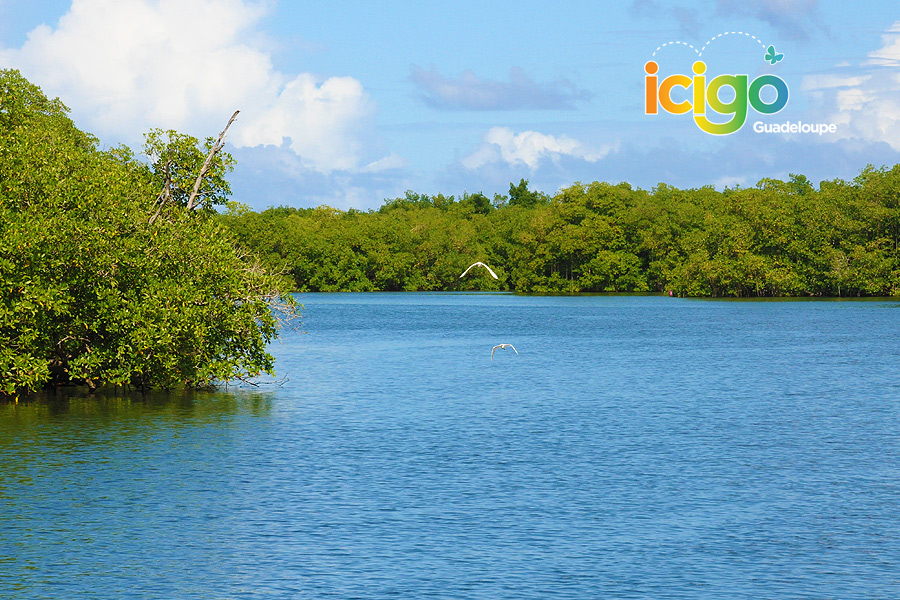 mangrove oiseaux bateau