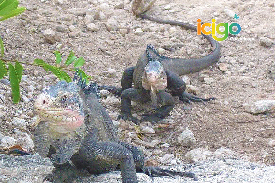 iguanes pres iguanes pres