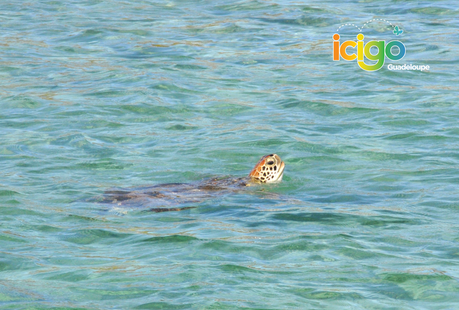 tortue de petite terre tortue de petite terre