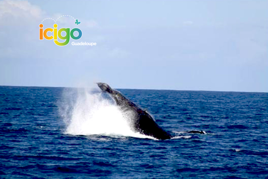 baleine mv baleine mv