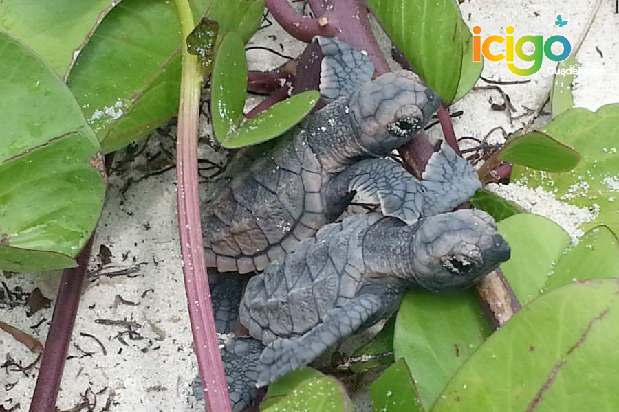 bebes tortues bebes tortues