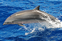 Dauphin