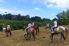 Randonnée équestre et baignade chevaux