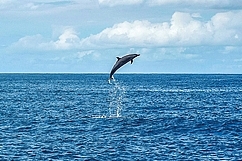 Observation dauphins et cétacés en Guadeloupe