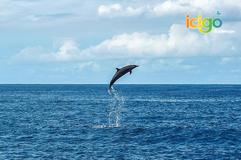 Observation dauphins et cétacés en Guadeloupe