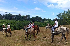 trail riding horses and swimming