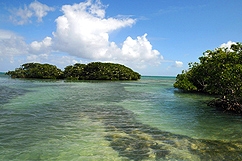 Mangrove - Ilets aux oiseaux
