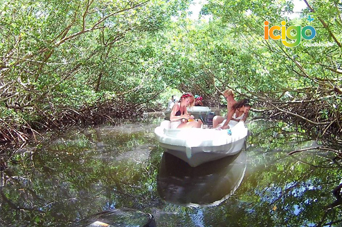 Mangrove grand cul-de-sac marin