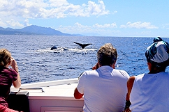 Whale watching