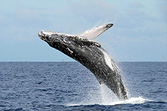 Observation des baleines