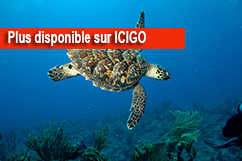 Sortie découverte tortue marine