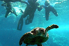 Observation turtle - ilet Caret