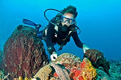 Diving Port Louis