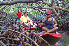 Paddle au coeur de la mangrove
