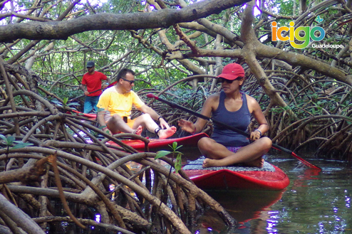 Paddle au coeur de la mangrove