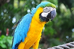Parrot Botanical Garden