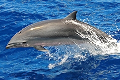 Dolphin