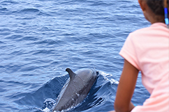 Observation cétacés Guadeloupe
