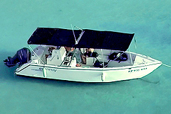 Bateau Butterfly 